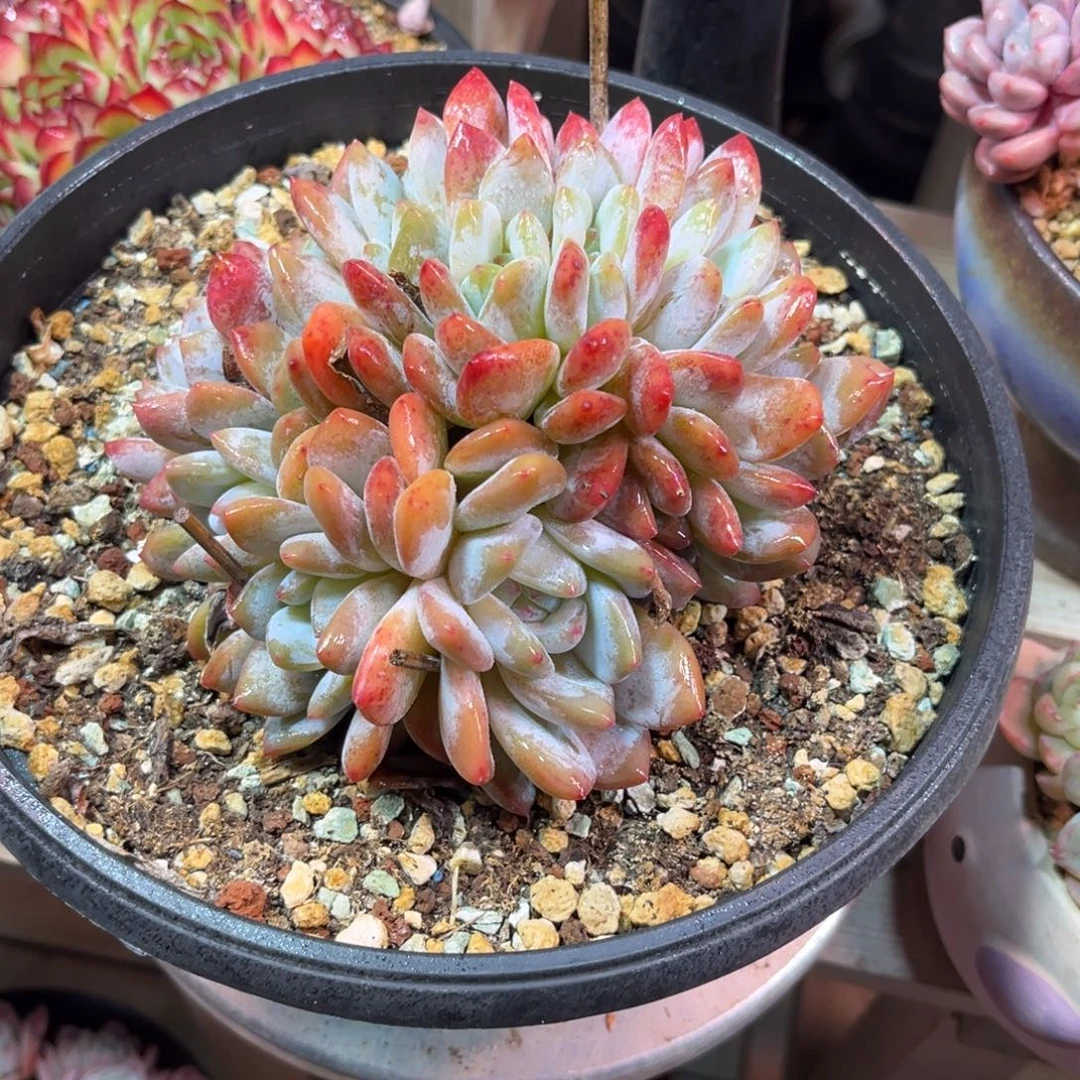 徐***花橙子朵朵ruolvyejinjunvm