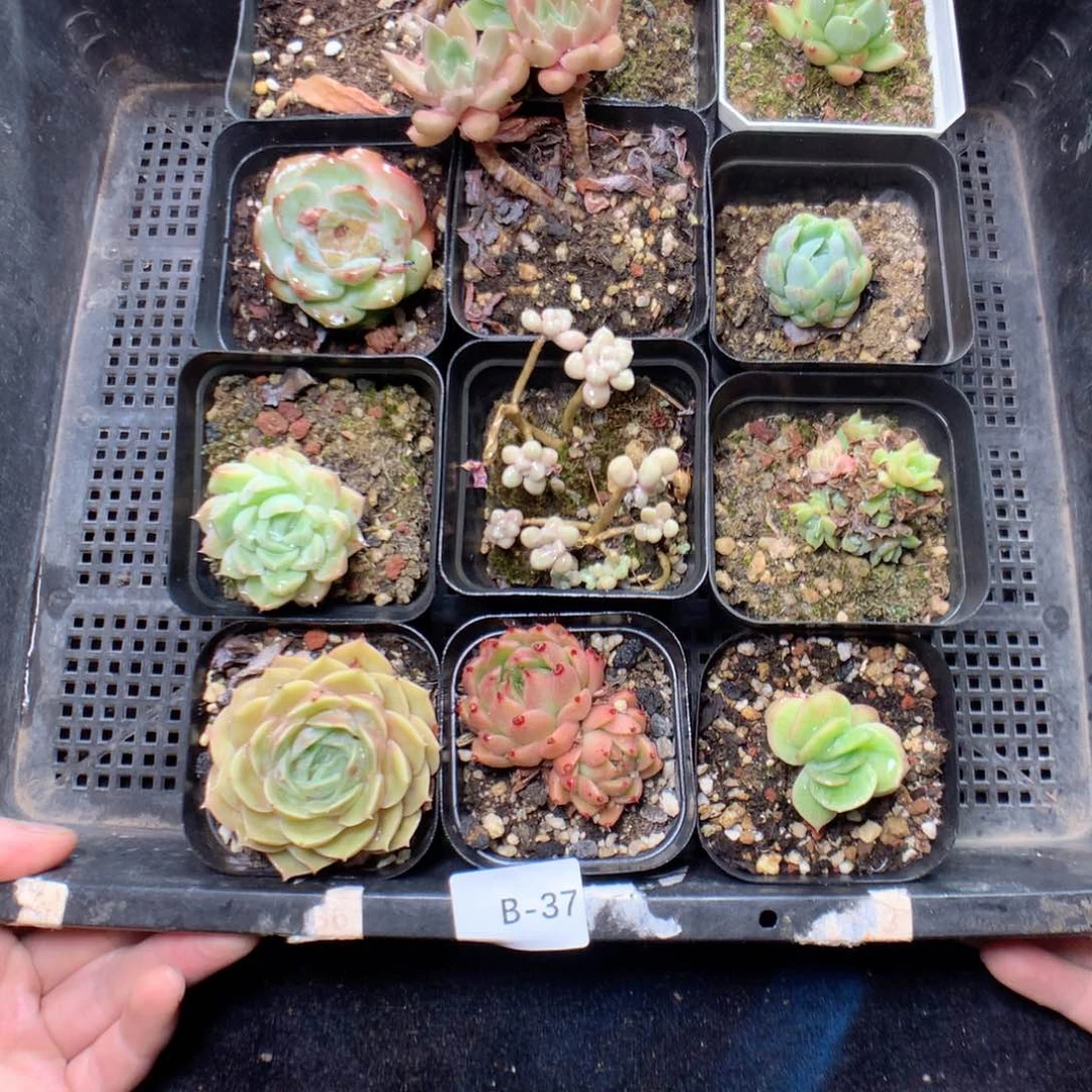 无花朵B37英语英语英语英语根根根根个月