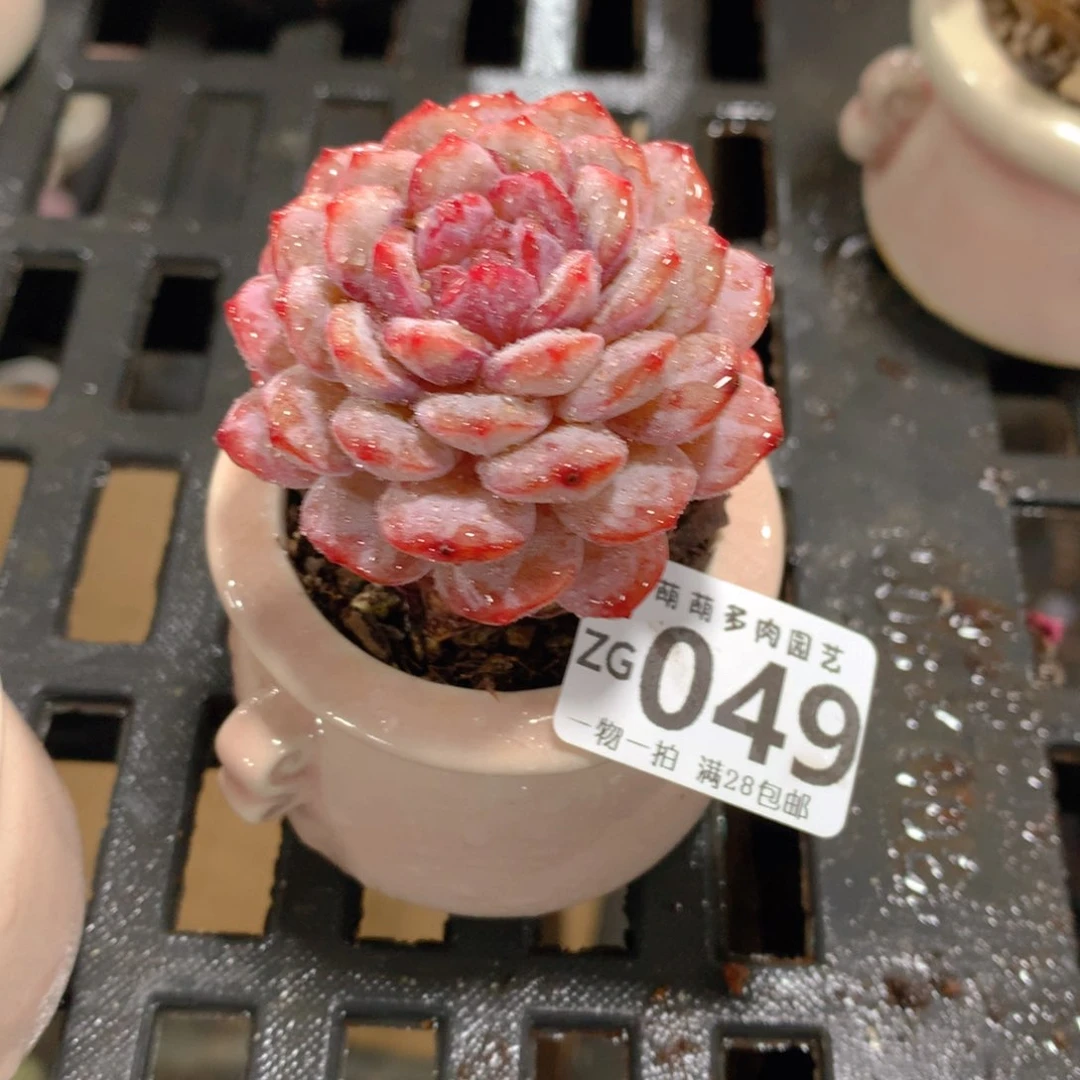 肉萌萌拇指盆精控多肉ZG049