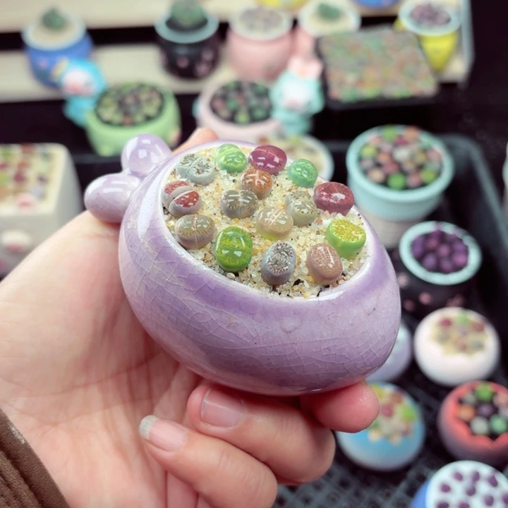 561零下地区记得拍保温箱