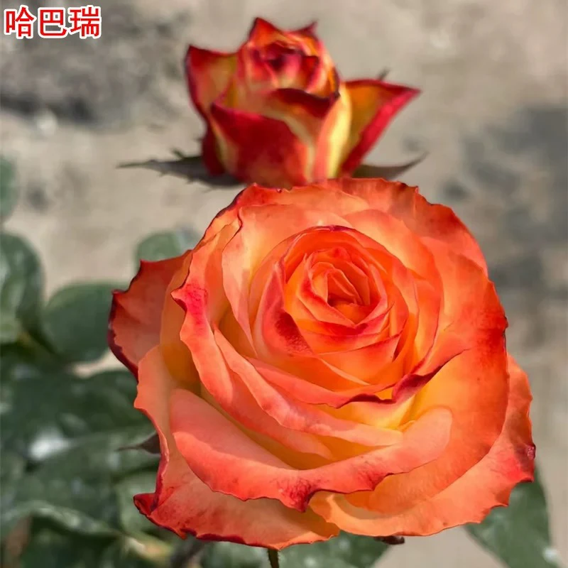 玫瑰半岛 哈巴瑞 橘色大花直立耐热切花月季