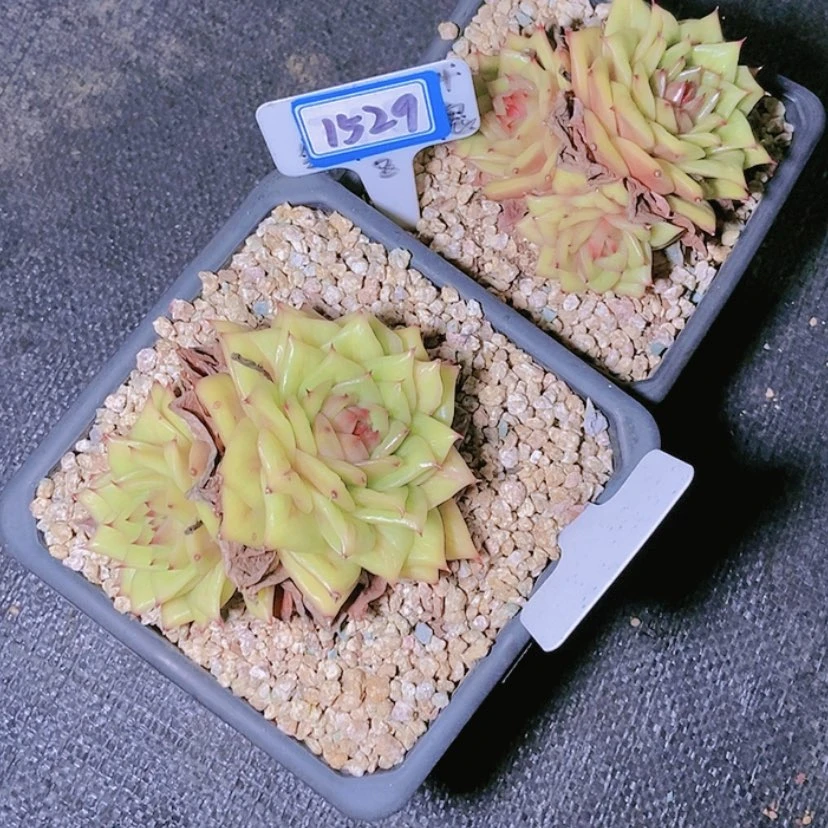 【闪购商品】?***?1529两颗修根