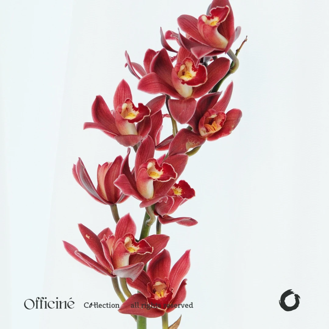 大花蕙兰 红宝石 Officine美好花市基地直采鲜切花顺丰空运