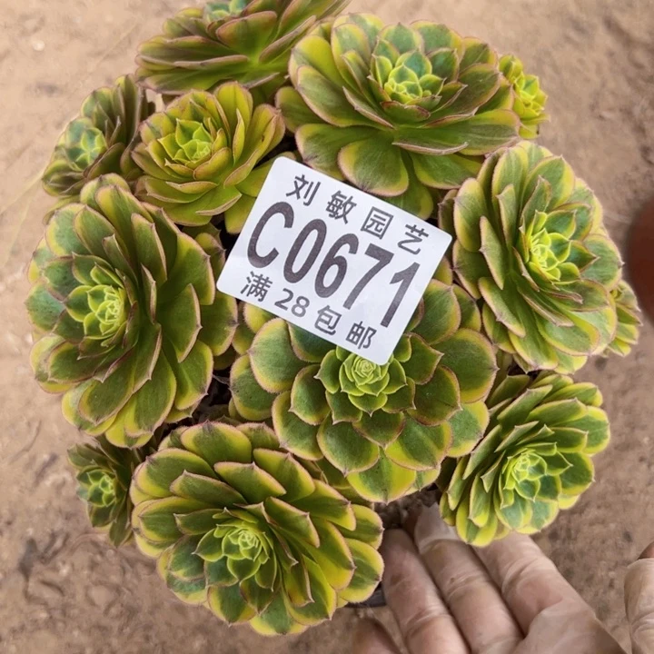 奶白多肉植物法师0671多