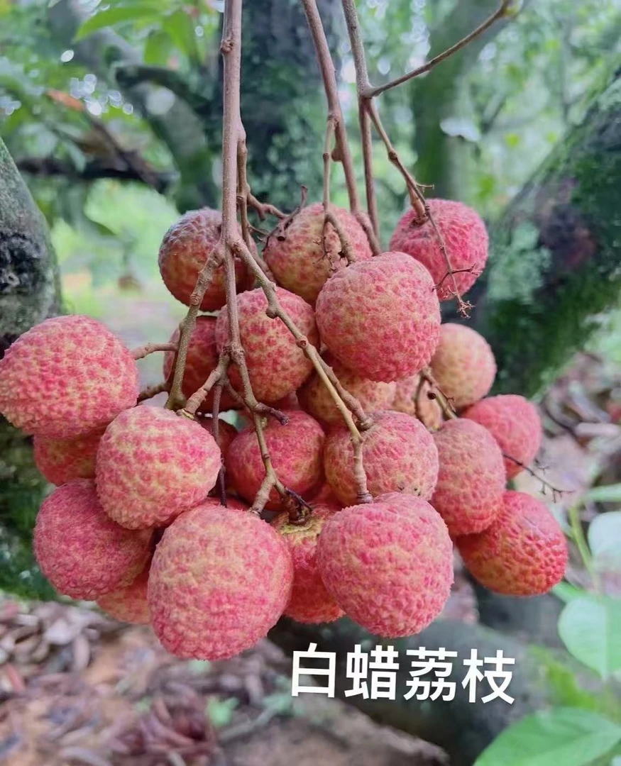 【顺丰冷链包邮】广东茂名高州白腊荔枝新鲜采摘现发原产地直发