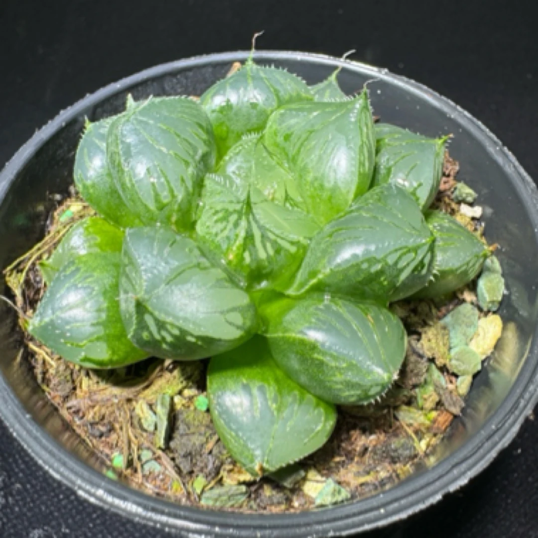 多肉玉露十二卷 大颗三仙寿玉露 室内外好养盆栽 带盆土发货