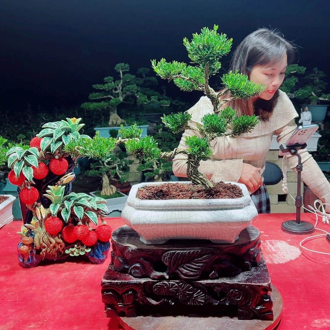 无花朵广东黄杨盆景