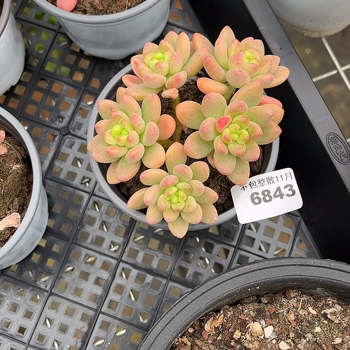 阿雅园艺。      6843香格里拉