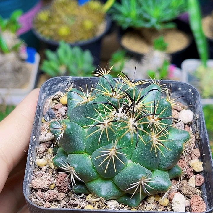 古镜顶花球实生球5.7公分