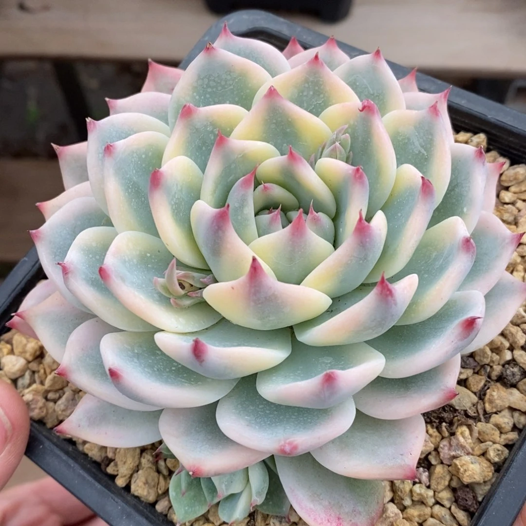 吉娃娃锦多肉植物