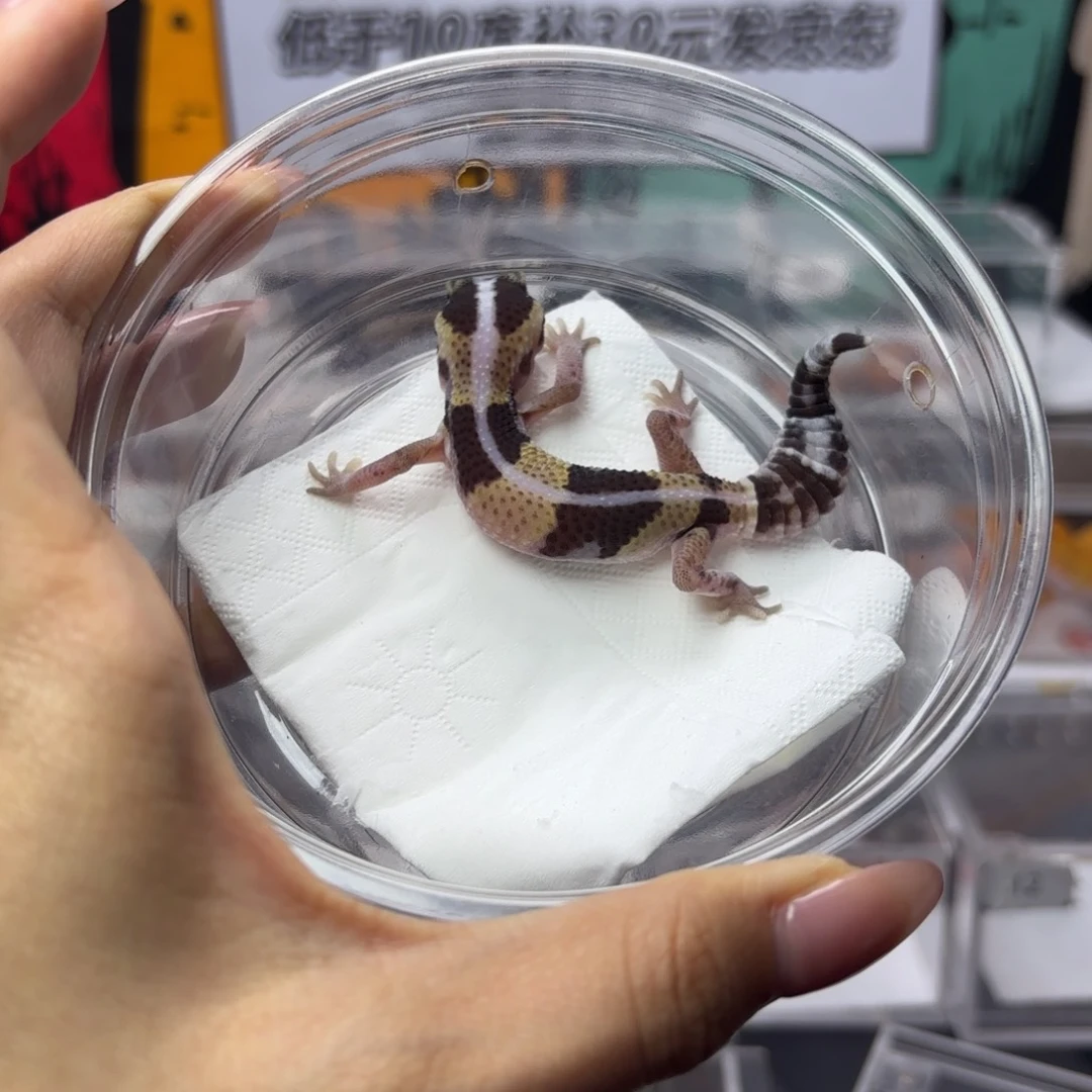 肥尾守宫原色直线 h橘白 母温 J053