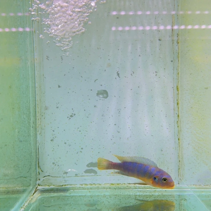 海水108号野生伊孔贝