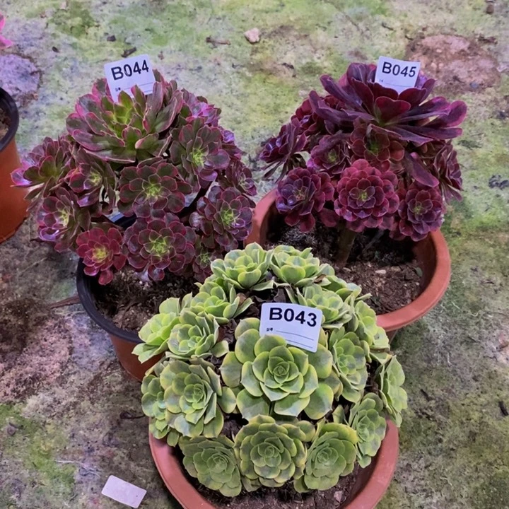 呆*?绿豆沙043安娜044美杜莎045