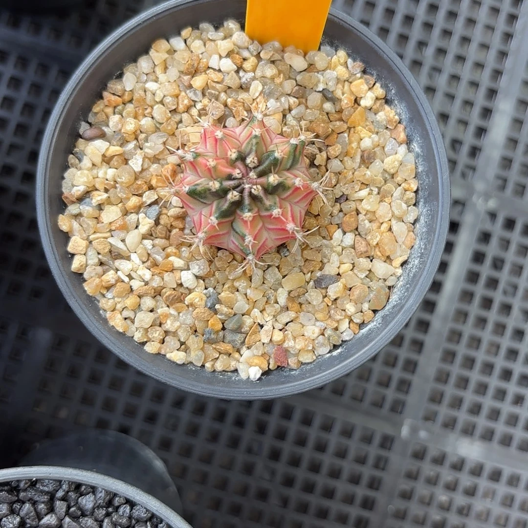 219-1003泰国发货多肉