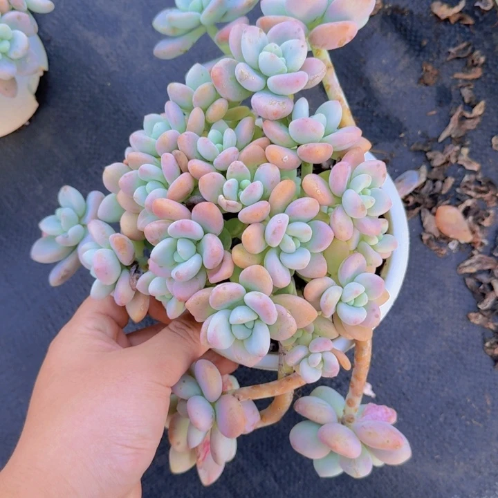 红洛神整装露养老桩