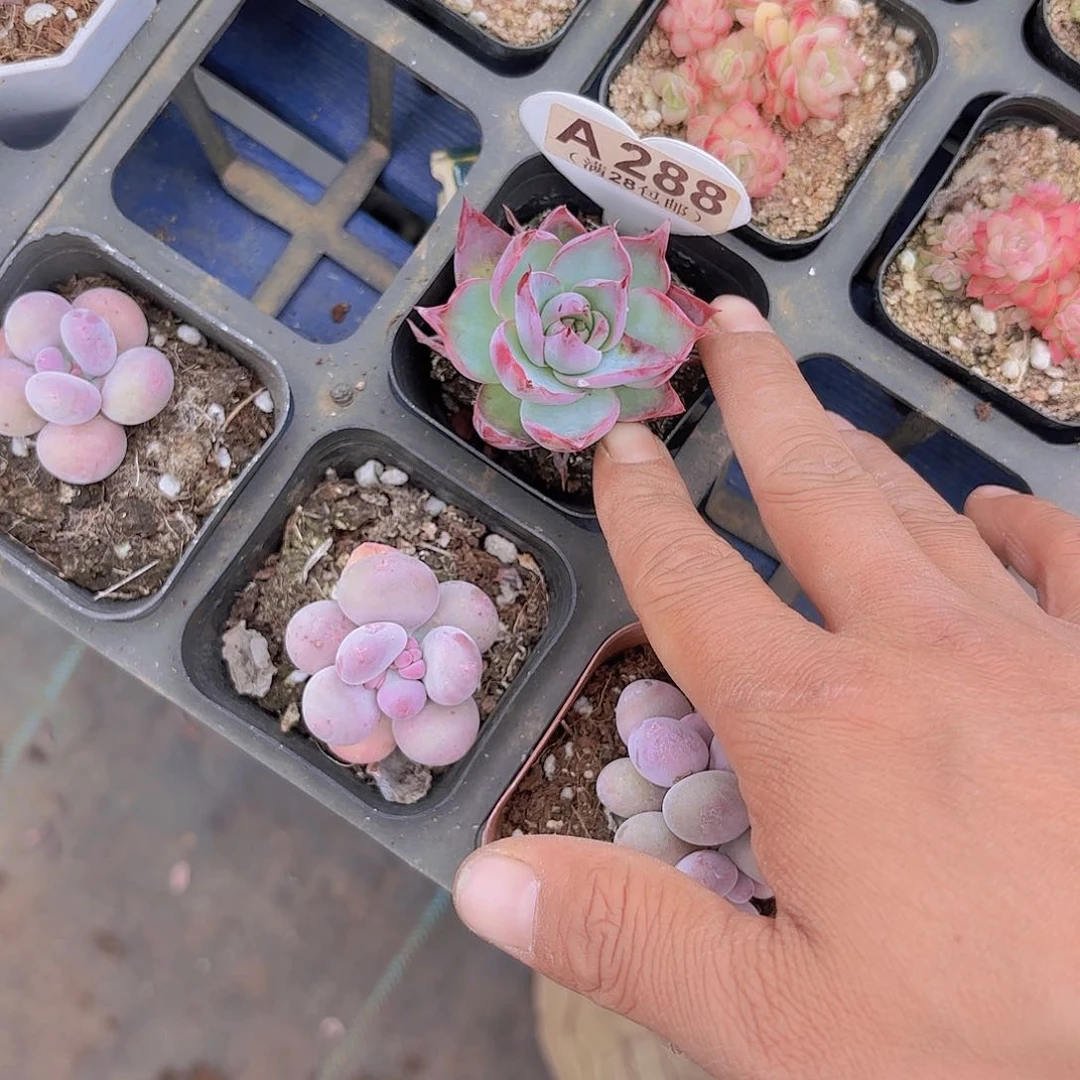 晕***uA288惊鸿仙子一物一拍