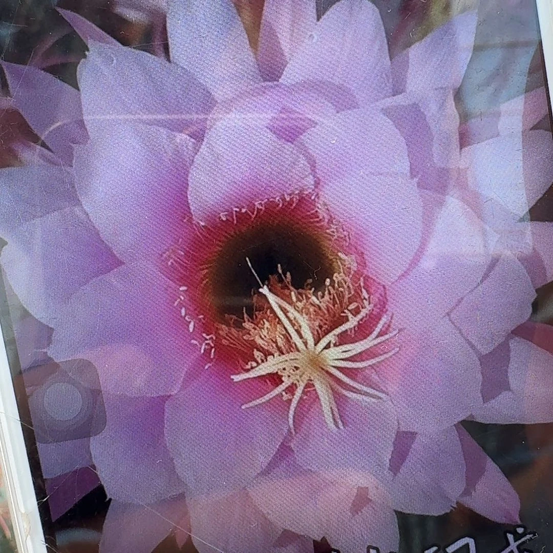 佛拉门戈带根高13公分毛花柱