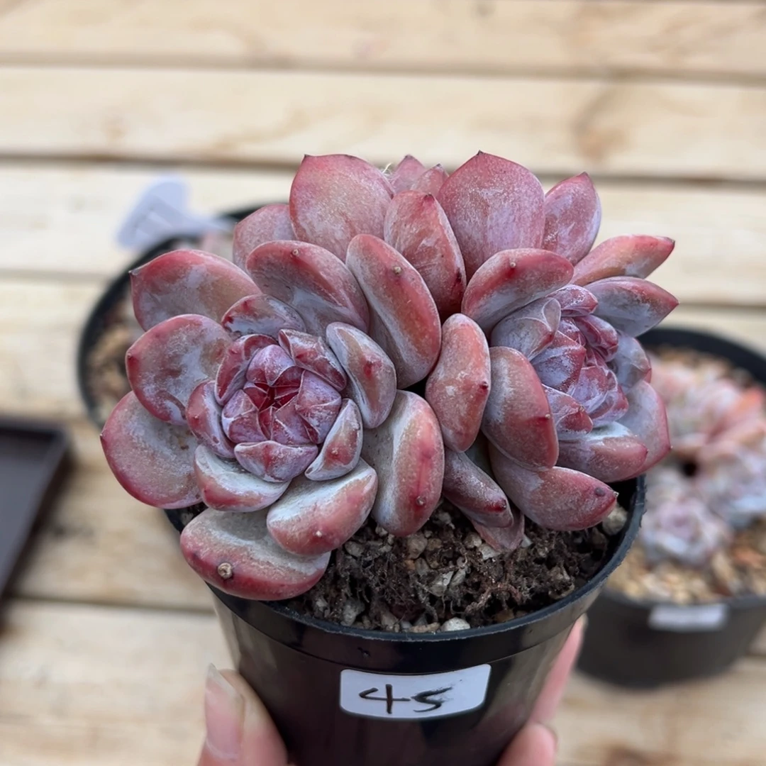 四头圆脸紫心粗腿