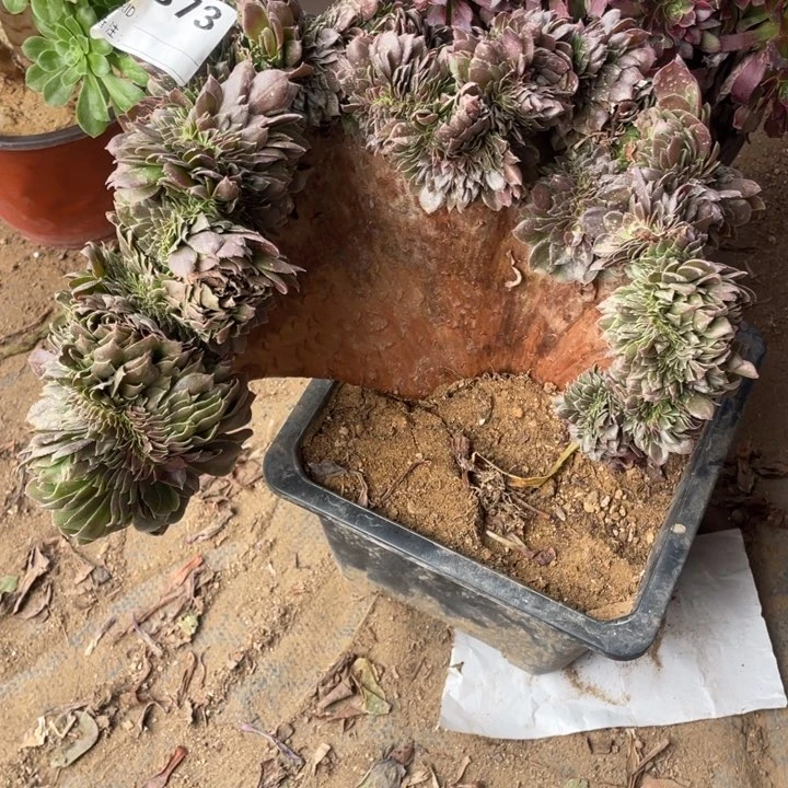 多肉红心沙拉碗缀化373