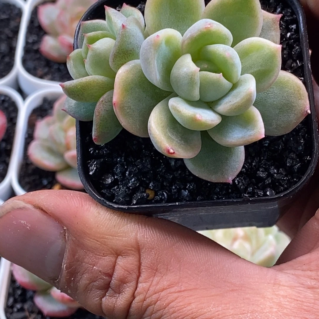 天官赐福百无禁忌