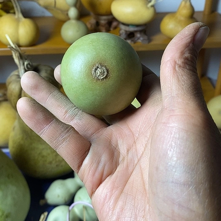 二***哥青皮葫芦手把件葫芦三肚