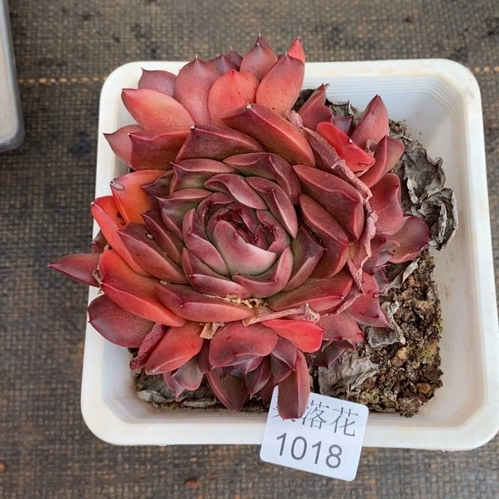 谜*精品多肉植物1018