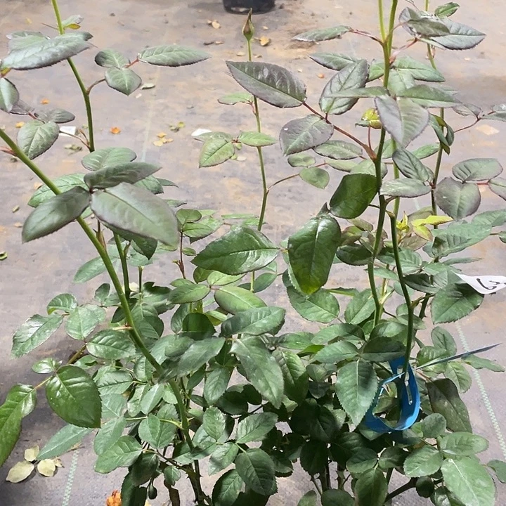 少量花朵（建议范围：2朵-5朵 或40%以下）63哈利路亚