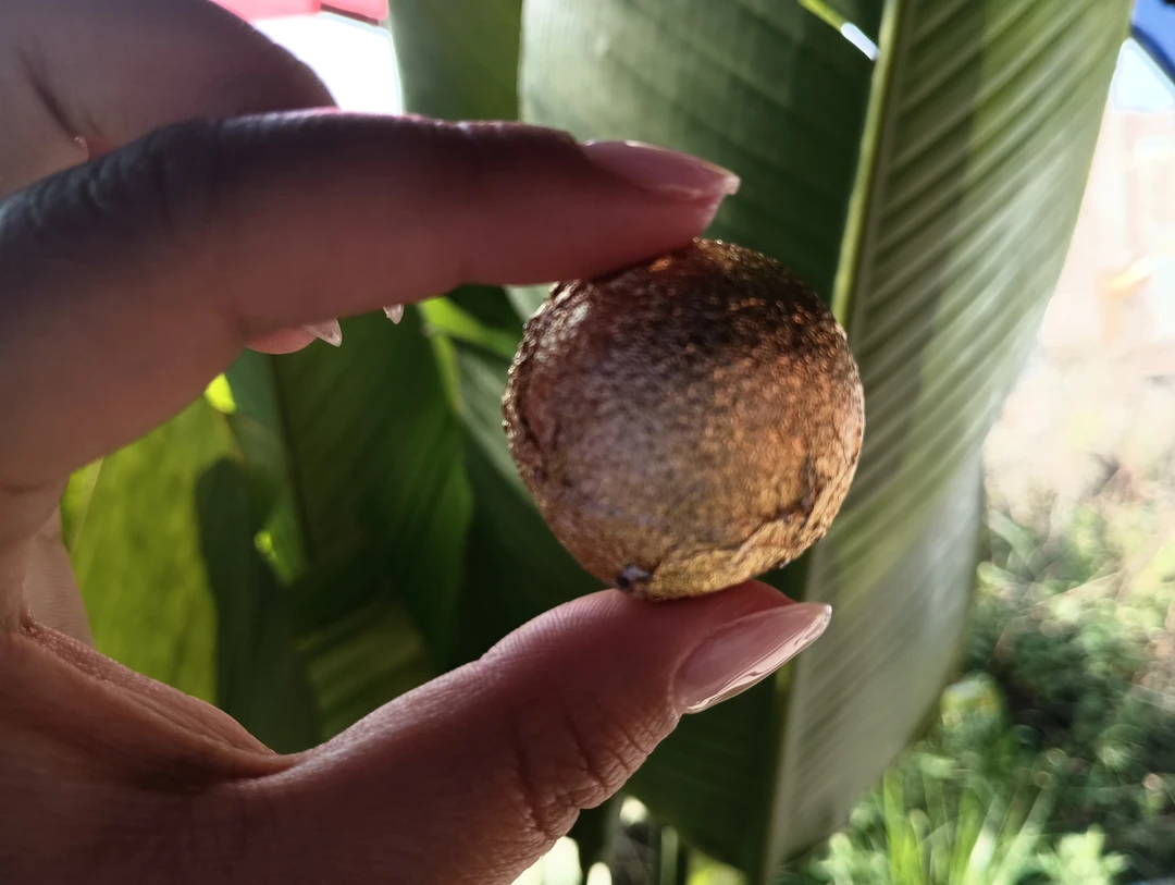 【阿雅专属土特产】第皇丸菇净含量10个起