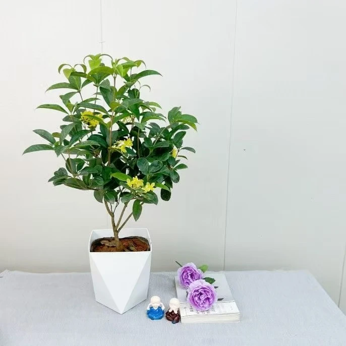 四季桂盆栽桂花树苗可食用开花不断室内阳台庭院浓香型花卉植物