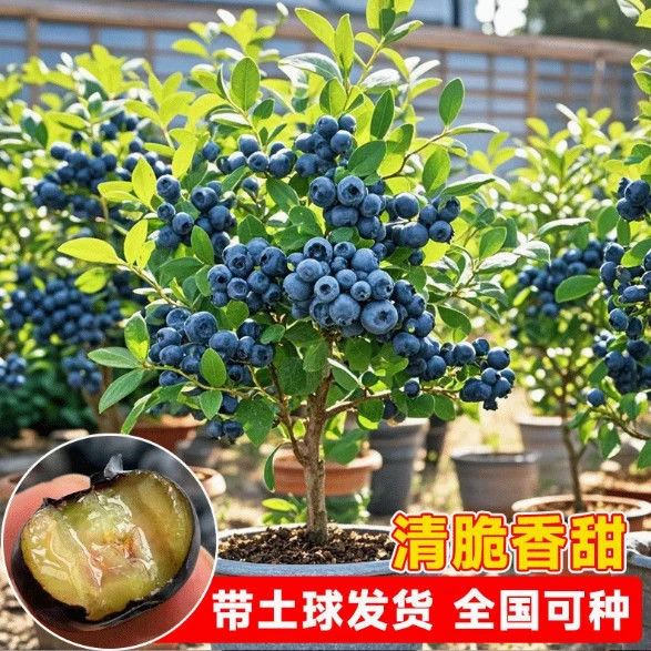 蓝莓果树苗蓝莓苗盆栽地栽果苗大果南北方种植苗兔眼薄雾果树苗