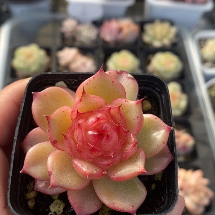 玉玲珑  多肉 11.23