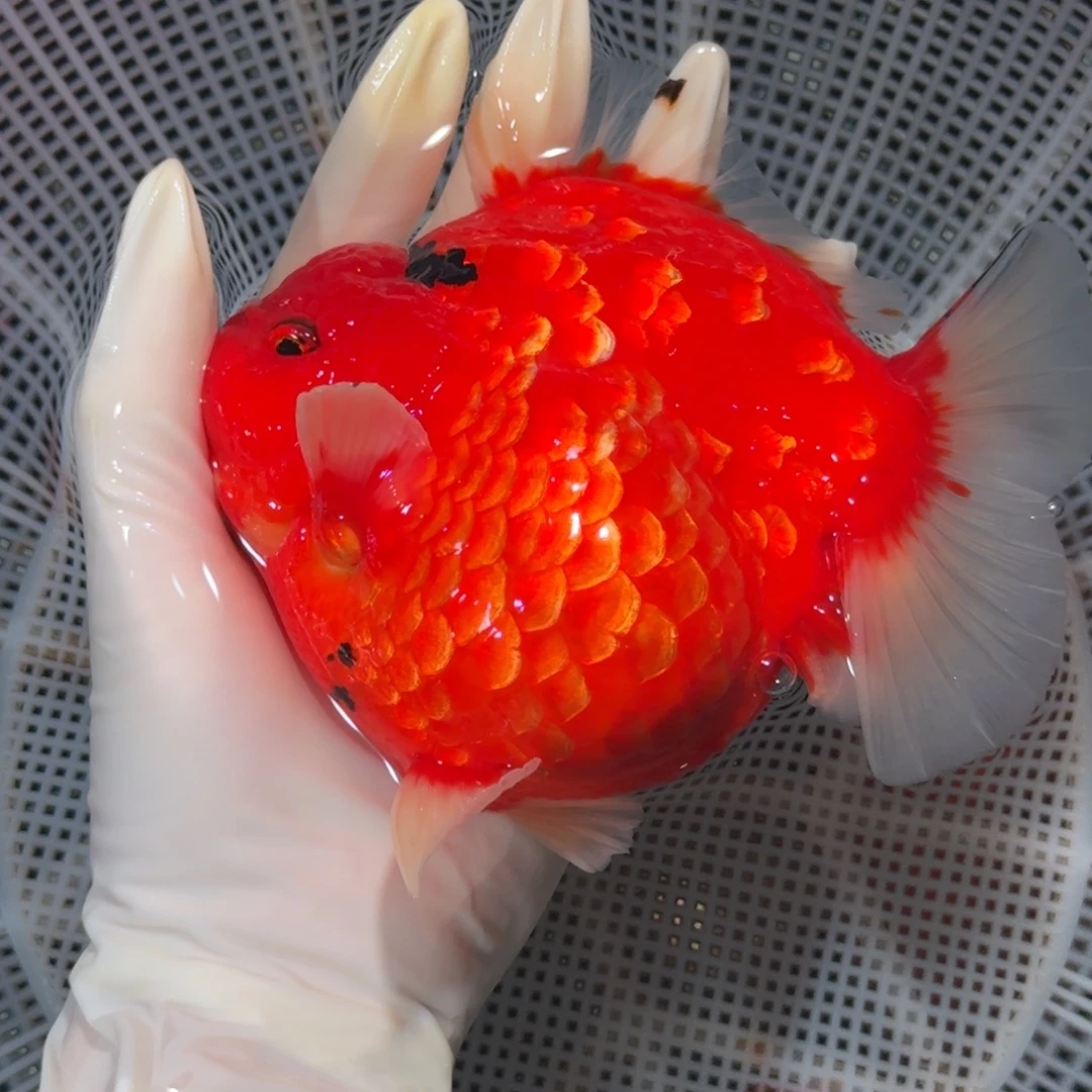 金鱼短尾将军狮子