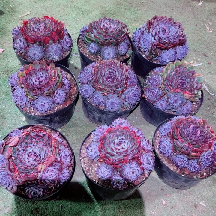 精品多肉植物老桩随机发一棵妖姬优选