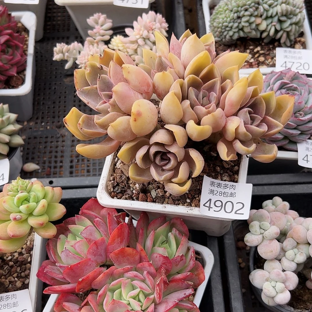 9号可*屁我们的确是一4902