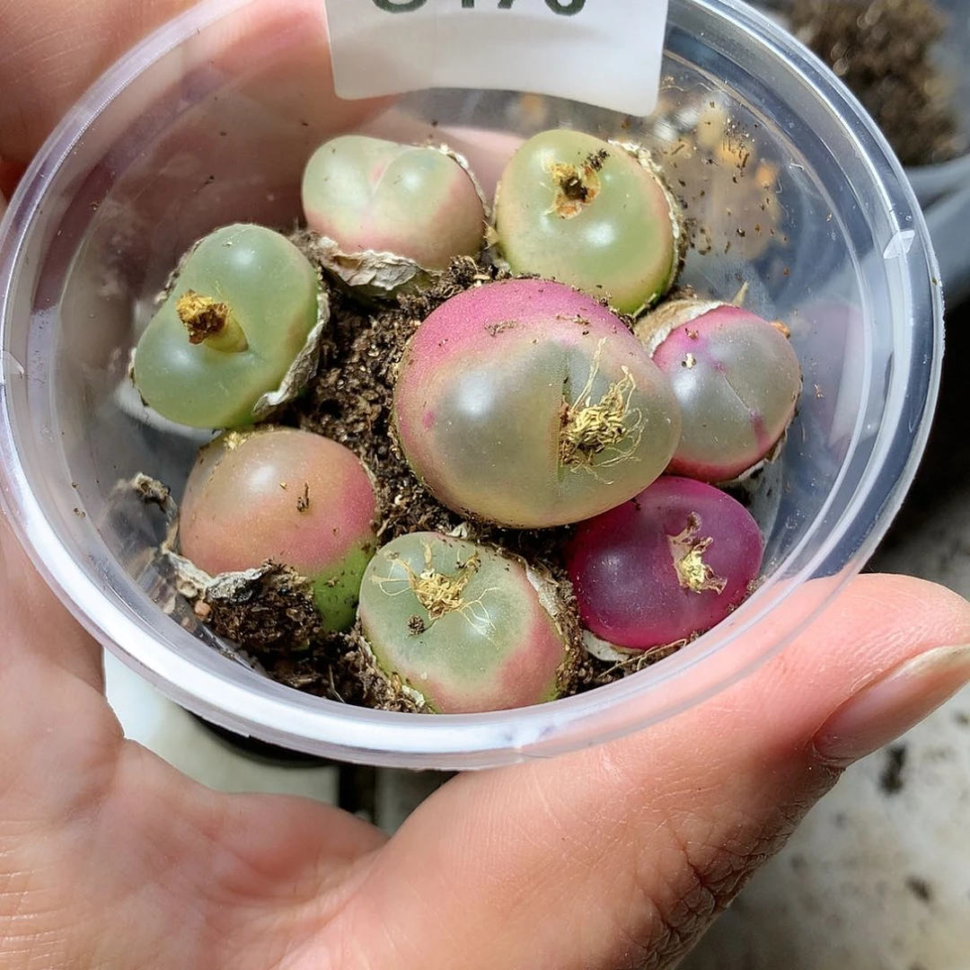 G470多肉植物保护研究所