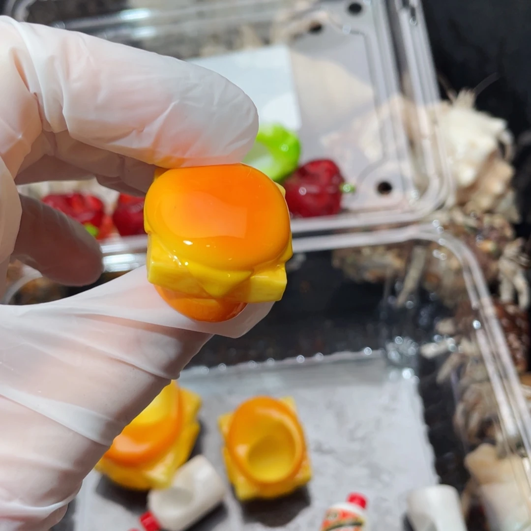 蜗居异宠寄居蟹9390，1.5口