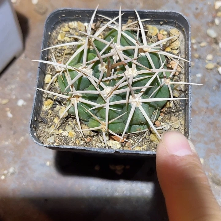 满38包邮2天凑单，脱土晾根发货多肉植物实生仙人球