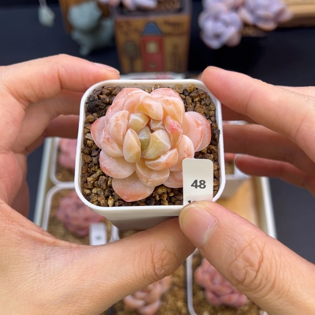 好好看48、哈哈哈哈哈