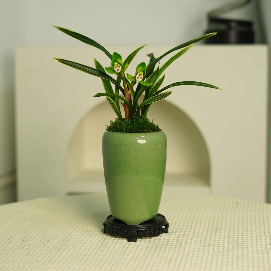 春兰金凤兰花苗 3苗起不带花剑冰裂陶瓷花盆种好发货