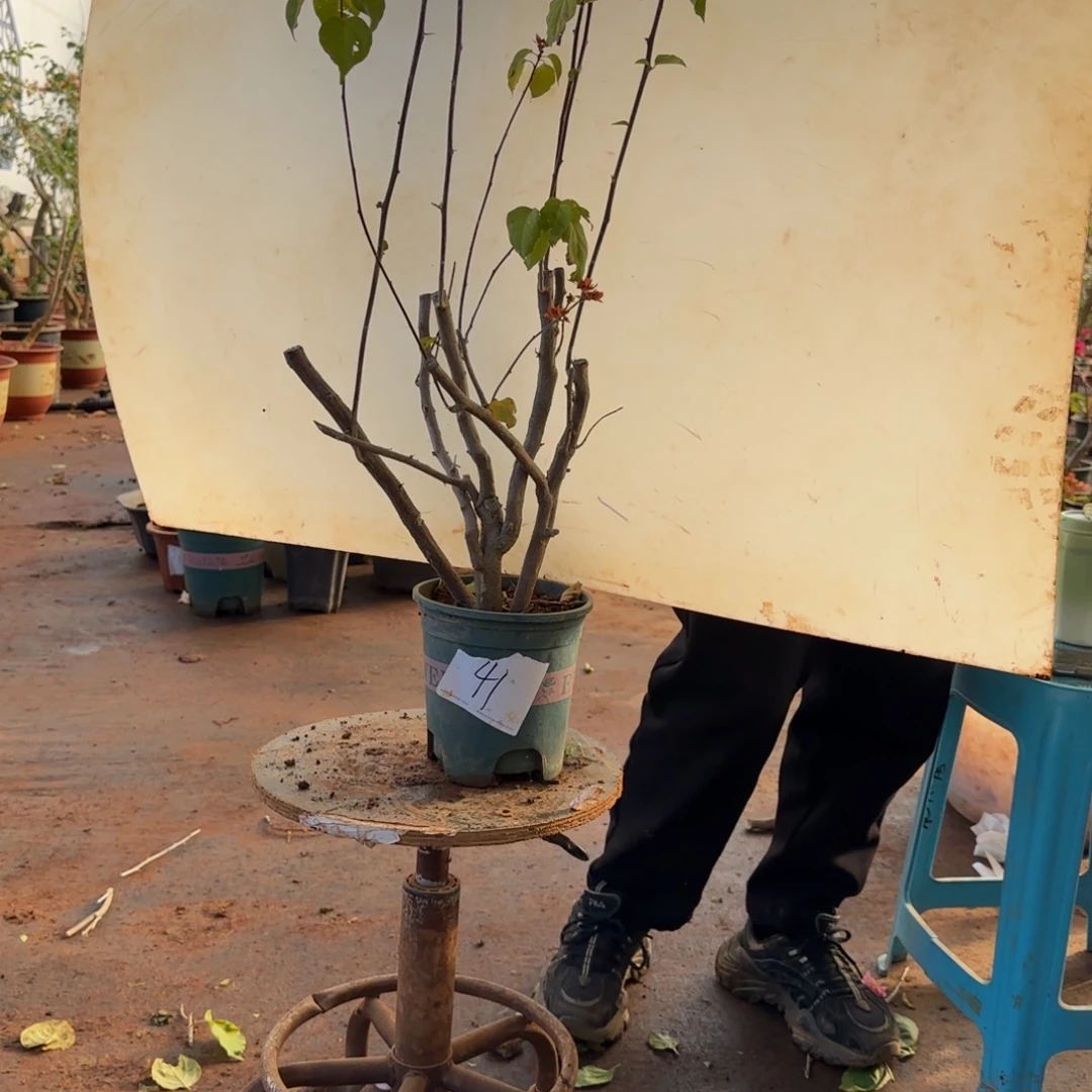 大部分开放少量花苞重瓣橙 41脱