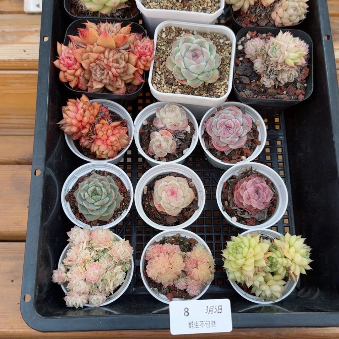 框拍框拍0305-08
