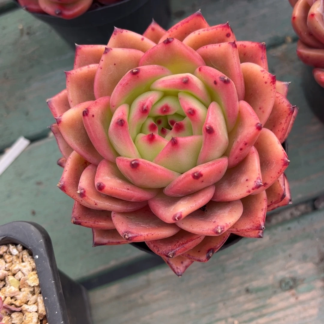 红珍珠美肉多肉植物