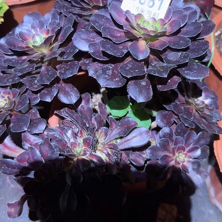 多肉法师淘宝福利