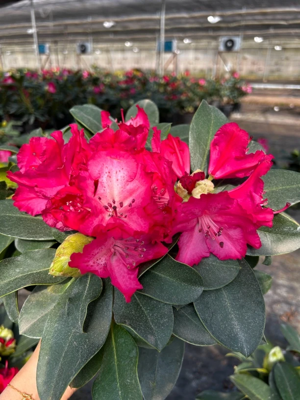 花妍·高山杜鹃3年老桩【带花漏色花苞发货】