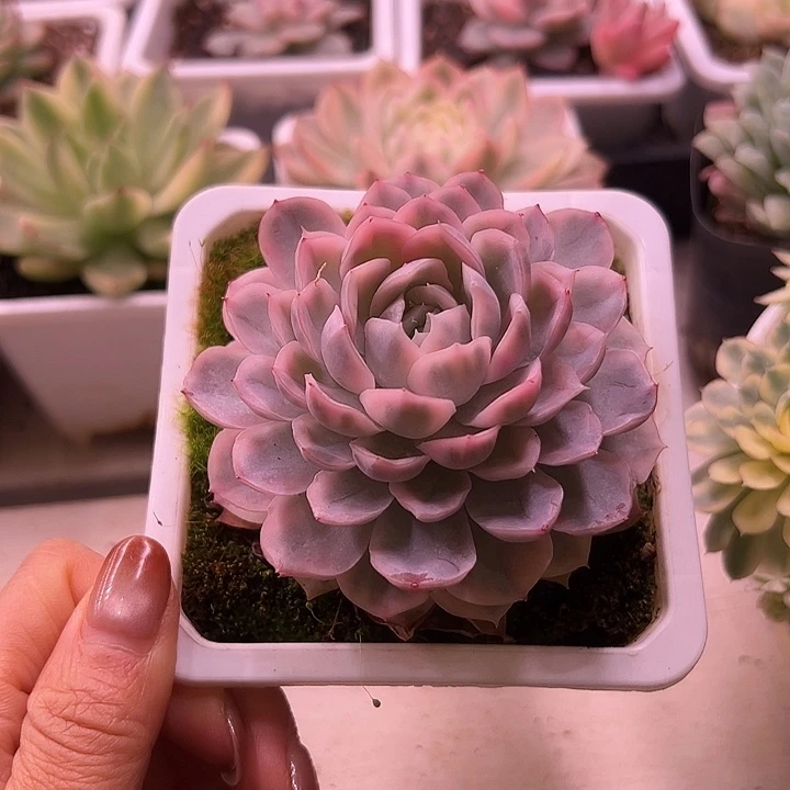 雪球锦多肉38包邮