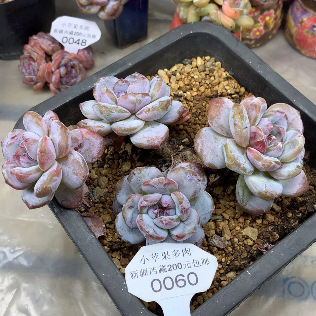 粉底紫心060/17cm4头