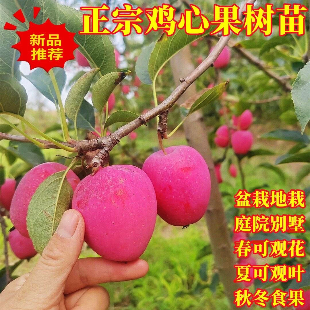 鸡心果树苗盆栽地栽南北方种植带土球发货