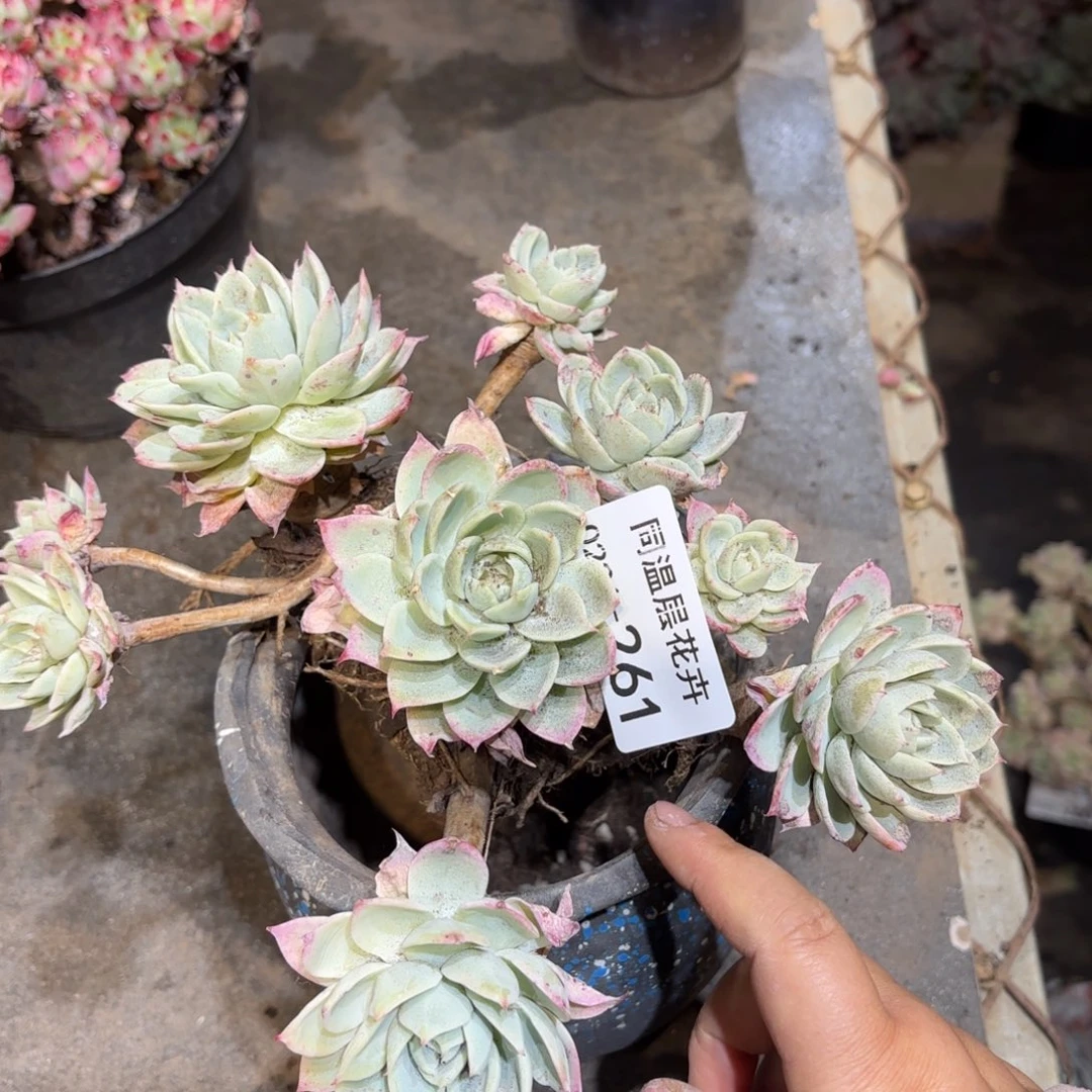 同温层多肉三色堇261