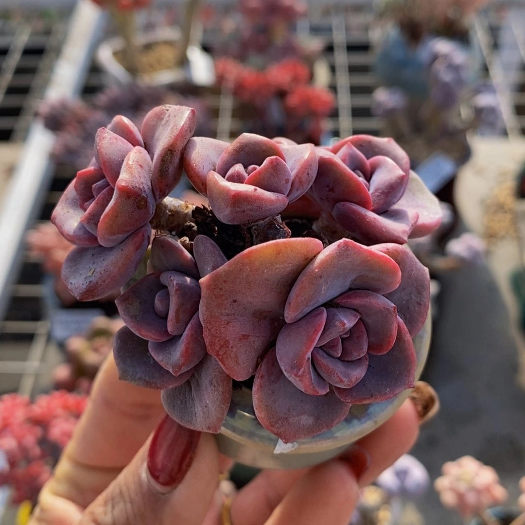 彩虹糖479/6cm多肉