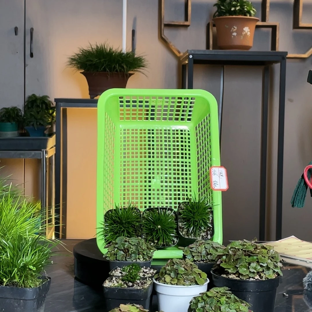 【闪购商品】不开花植物